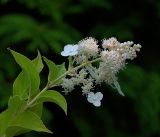 Hydrangea paniculata. Верхушка побега с соцветием с раскрывшимися цветками и бутонами. Московская обл., Раменский р-н, окр. дер. Хрипань, садовый участок. 21.08.2018.