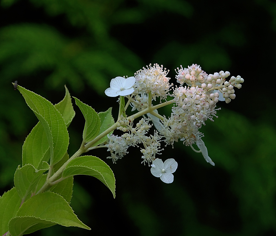 Image of Hydrangea paniculata specimen.