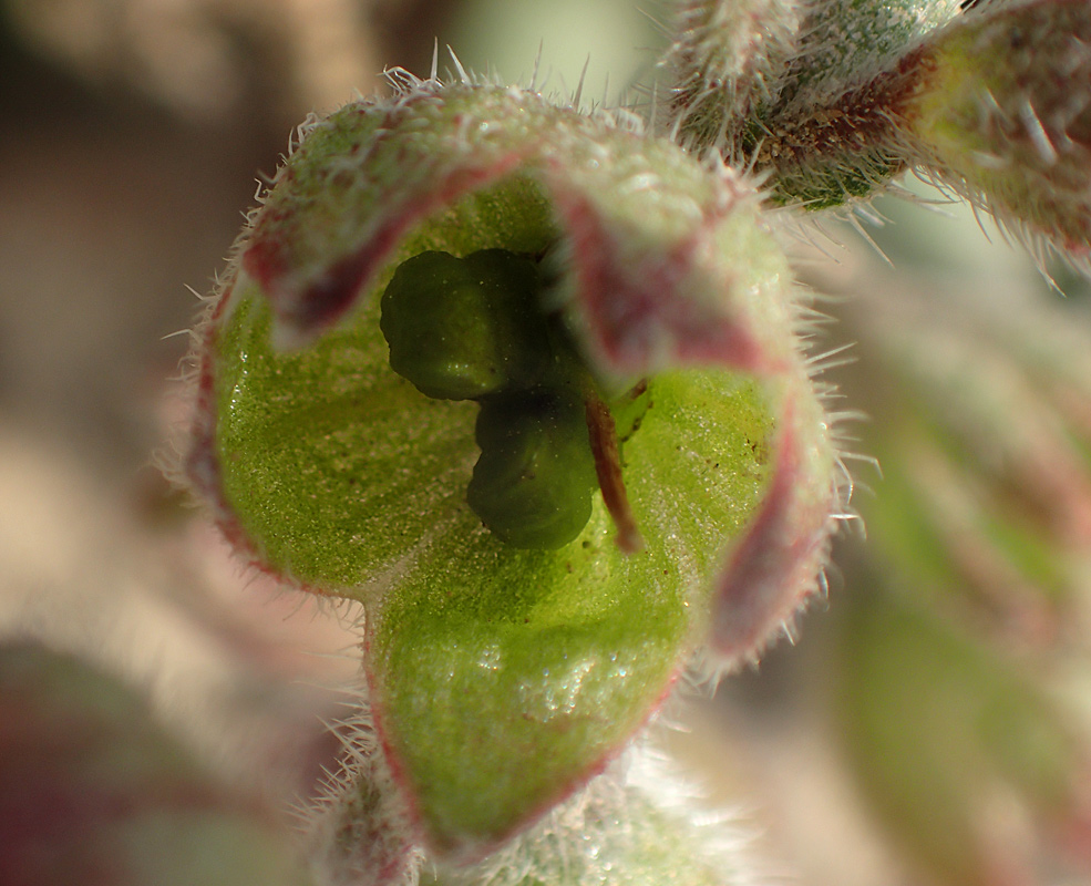Image of Anchusa hybrida specimen.