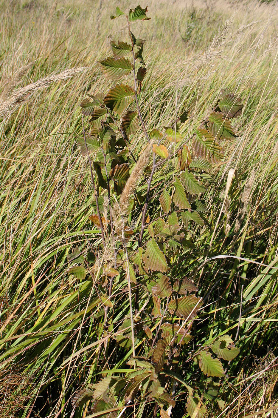 Image of Ulmus glabra specimen.