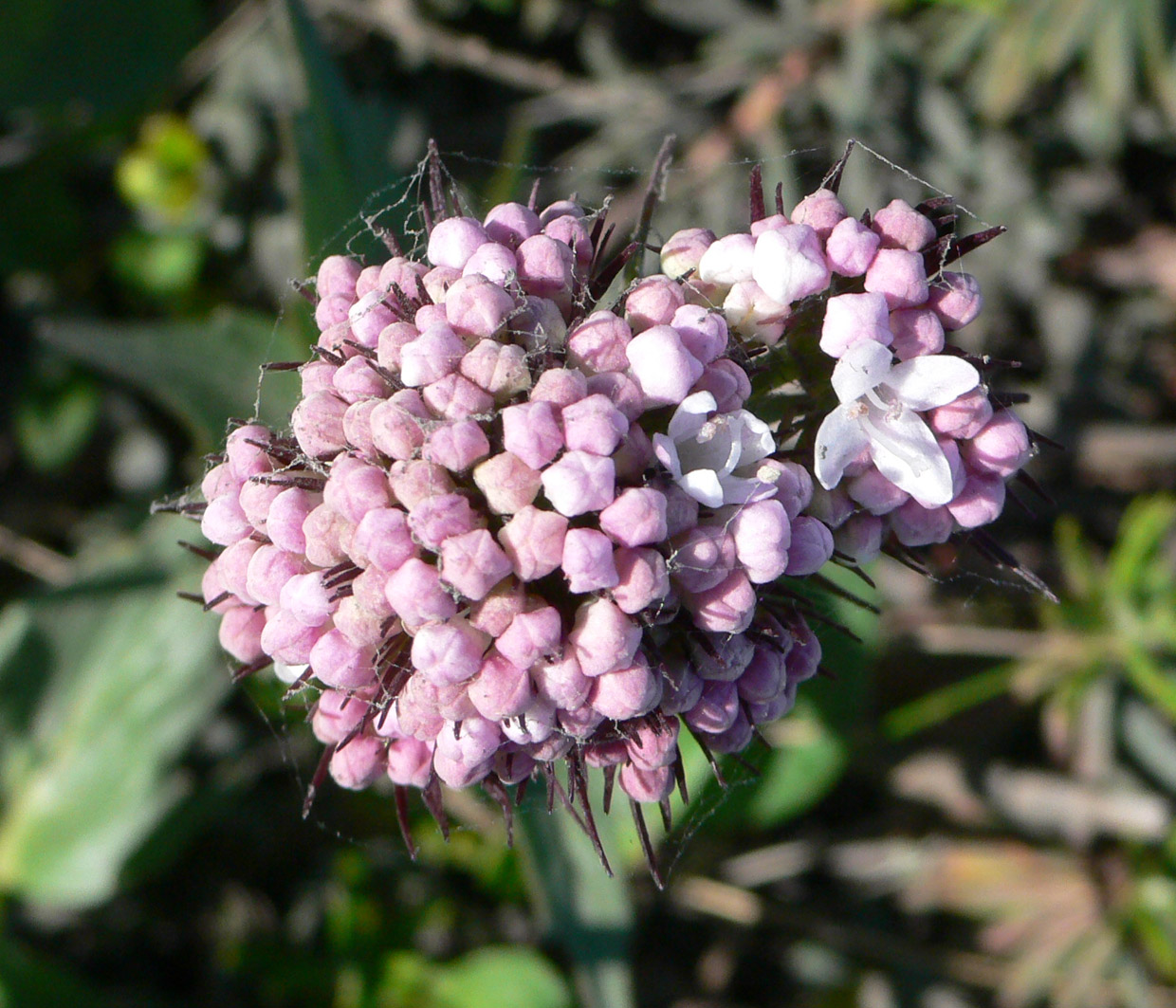 Image of Valeriana capitata specimen.