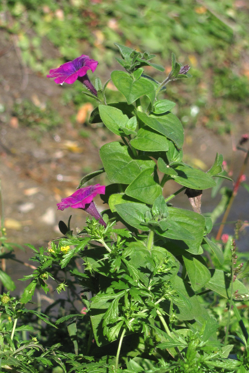 Image of Petunia &times; hybrida specimen.