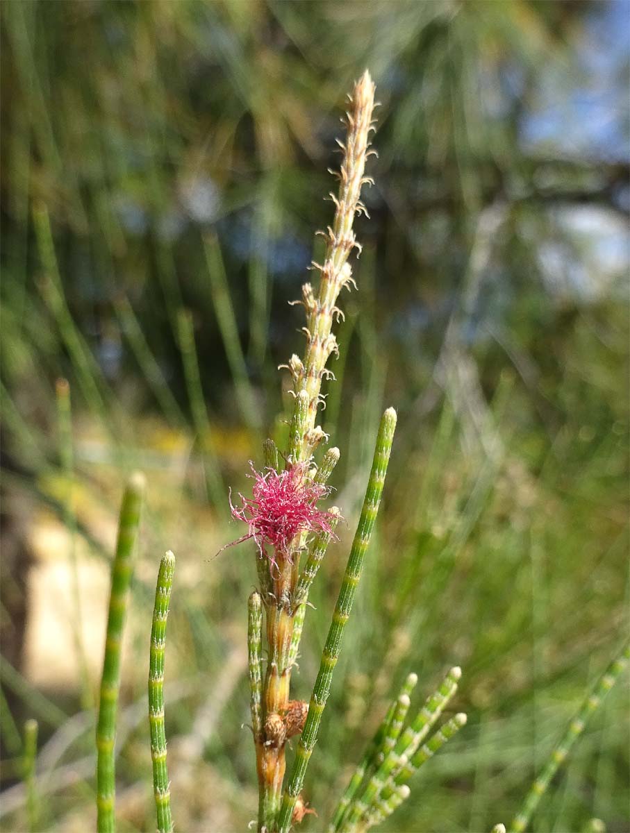 Image of Casuarina equisetifolia specimen.