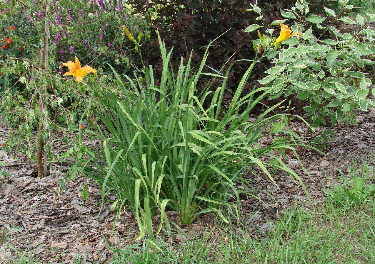 Image of Hemerocallis &times; hybrida specimen.