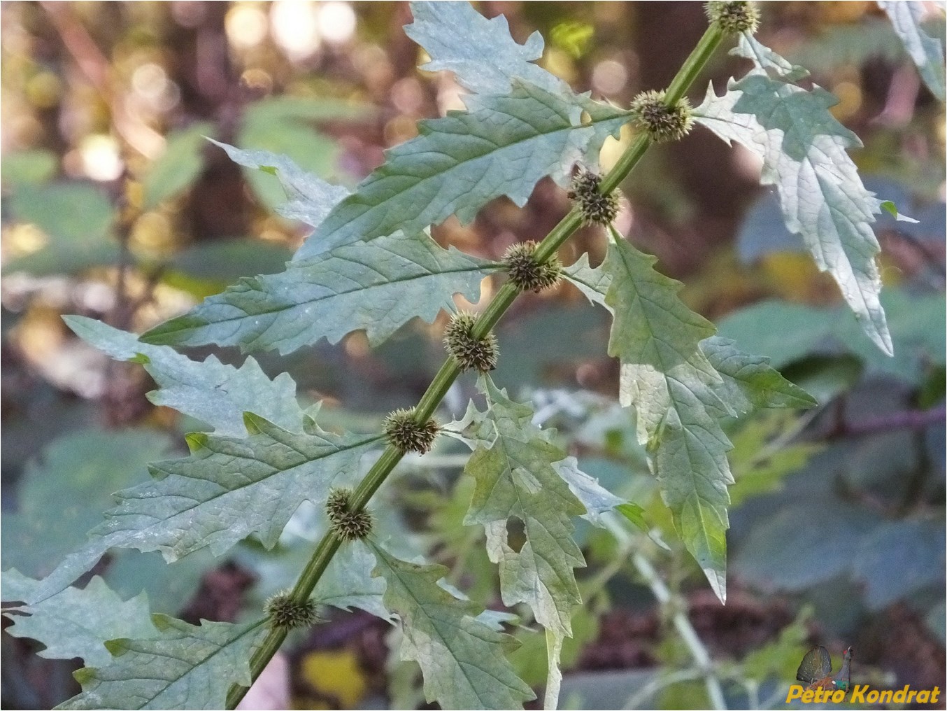 Изображение особи Lycopus europaeus.