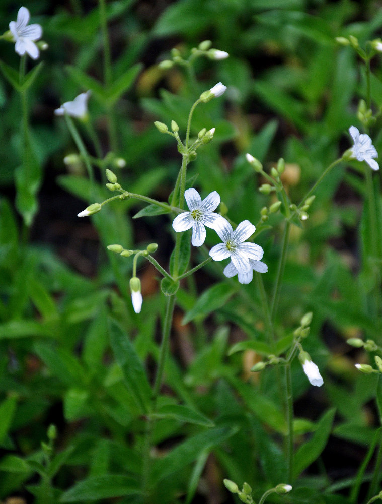 Изображение особи Cerastium pauciflorum.