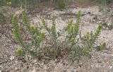 Alyssum turkestanicum разновидность desertorum. Плодоносящее растение. Краснодарский край, Темрюкский р-н, Куликовское гирло, старый береговой вал. 23.04.2016.