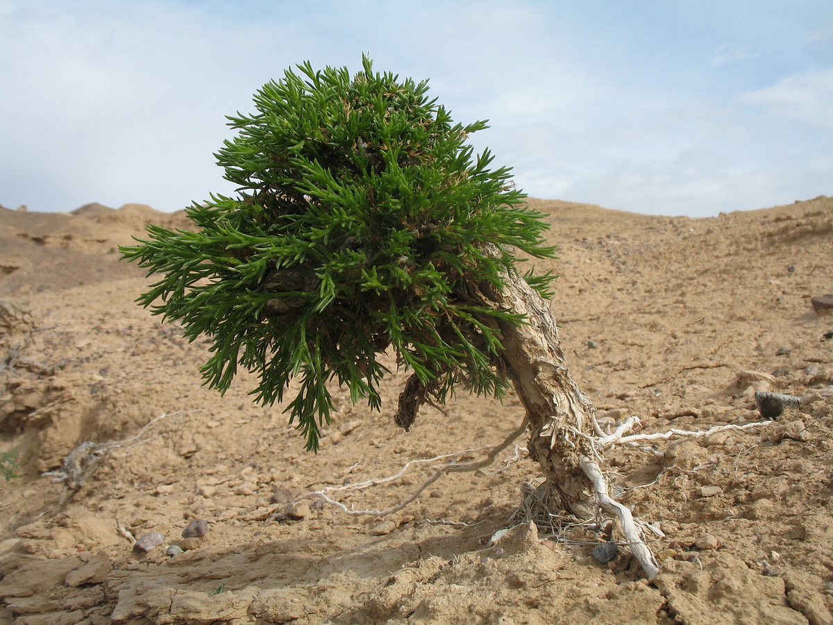 Изображение особи Arthrophytum iliense.