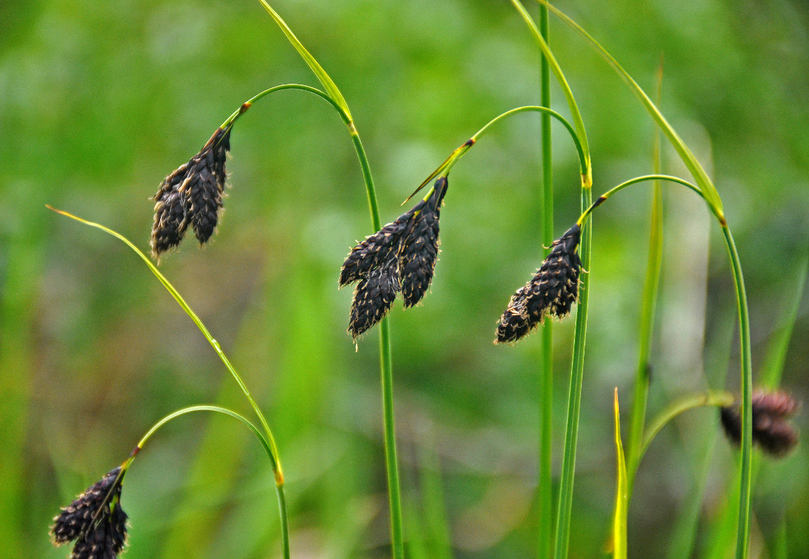 Изображение особи Carex aterrima.