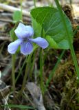 Viola epipsila. Цветущее растение. Коми, г. Печора, пойменный лес. 29.05.2011.