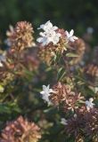 Abelia × grandiflora. Верхушки побегов отцветающих растений. Черноморское побережье Кавказа, м/о город-курорт Сочи, Адлерский р-н, в культуре на клумбе. 29.10.2018.