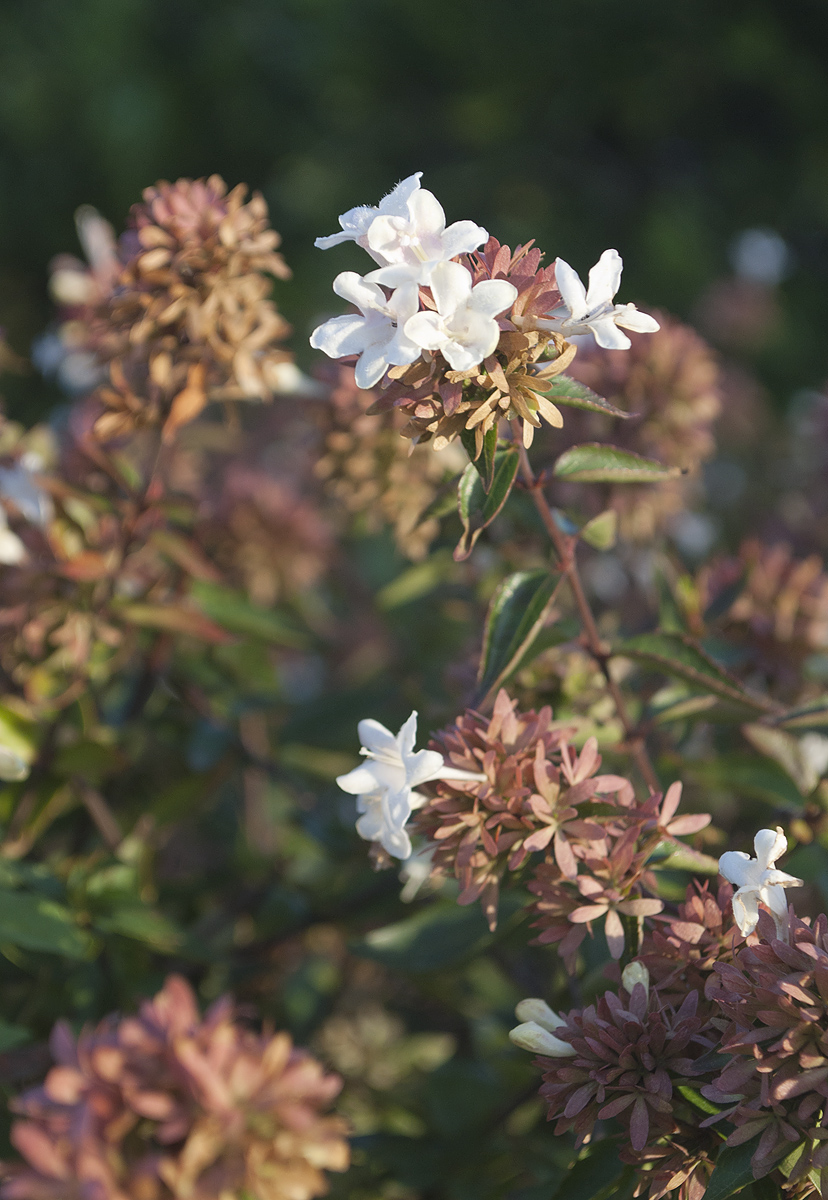 Image of Abelia &times; grandiflora specimen.