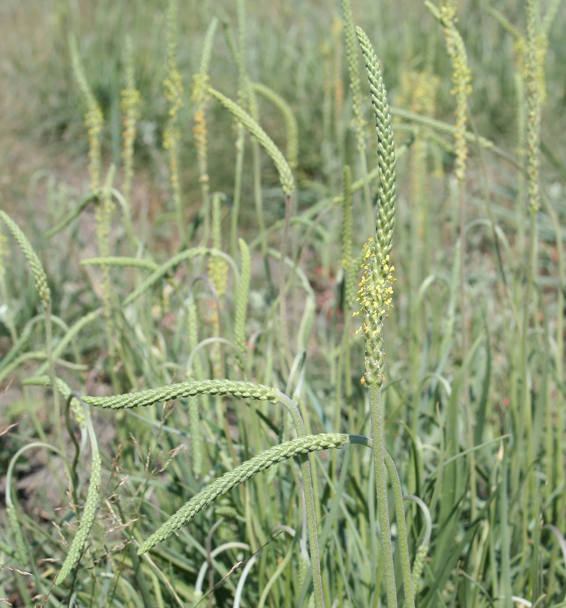 Изображение особи Plantago salsa.