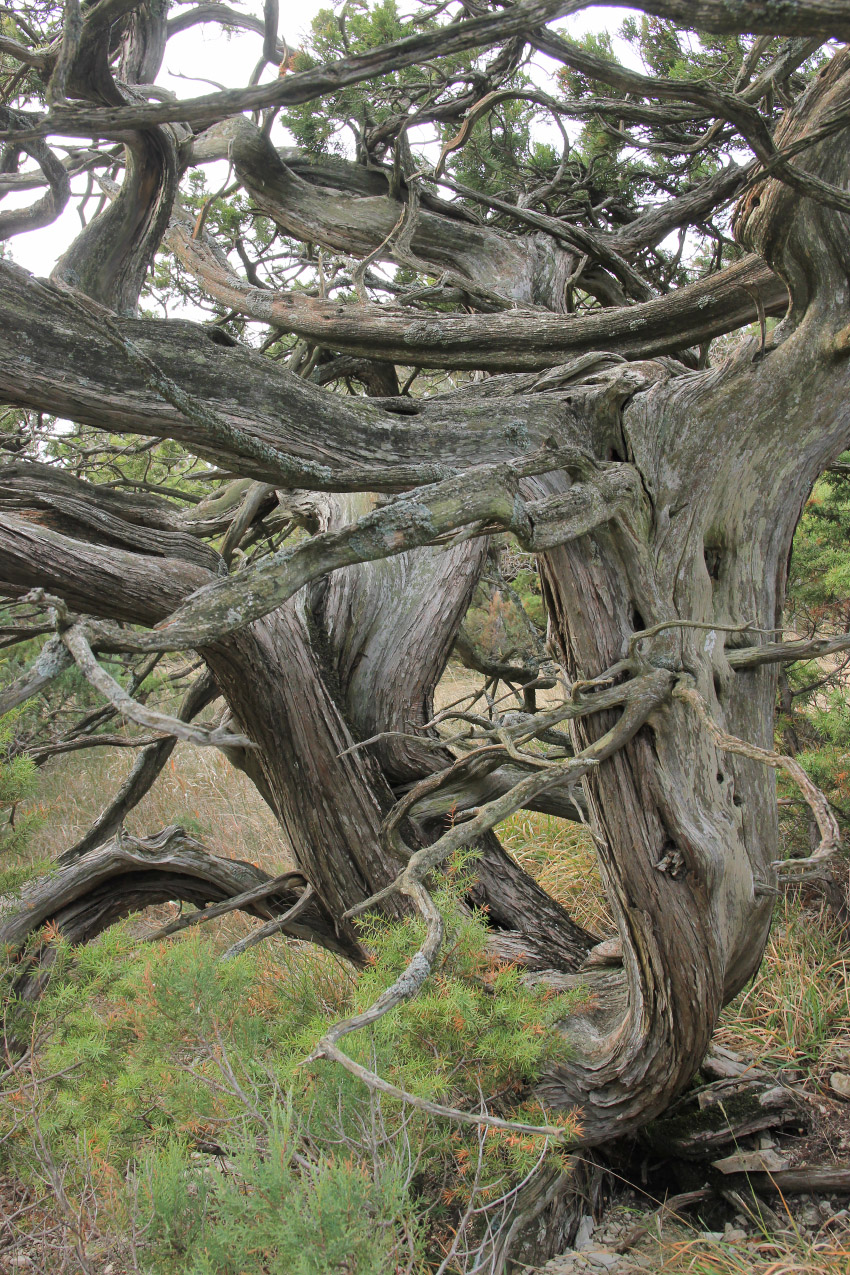 Image of Juniperus foetidissima specimen.