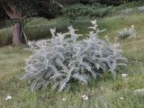 Cirsium cephalotes