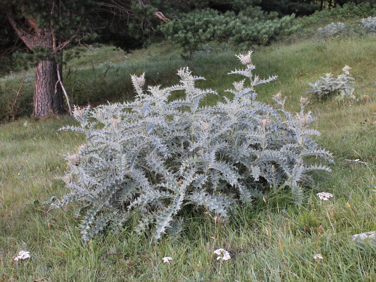 Изображение особи Cirsium cephalotes.