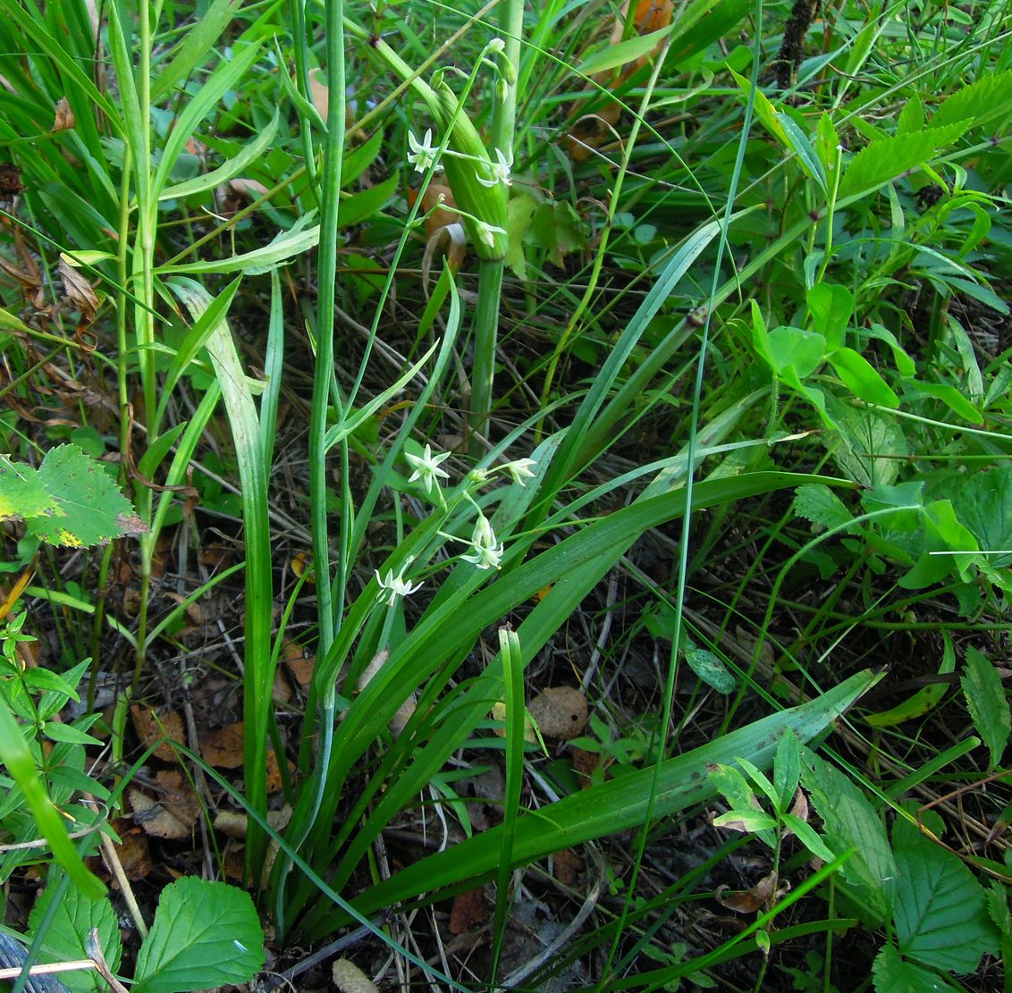 Image of Zigadenus sibiricus specimen.