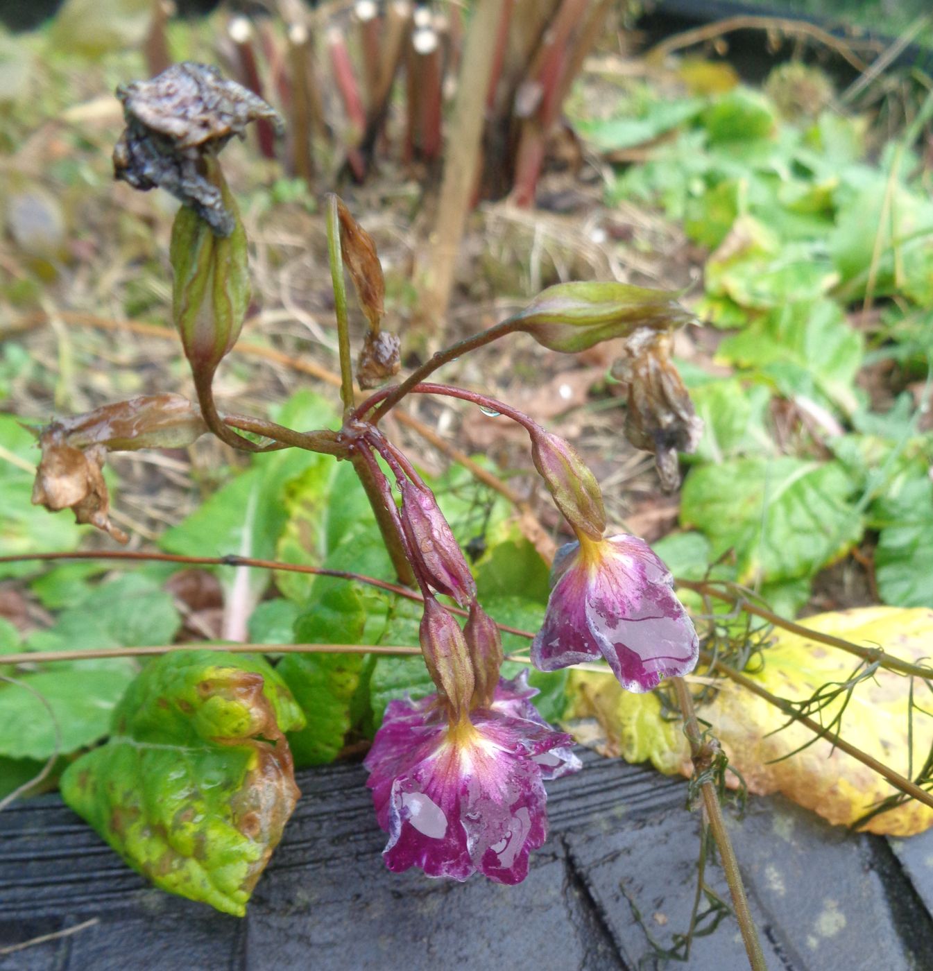 Image of Primula × polyantha specimen.