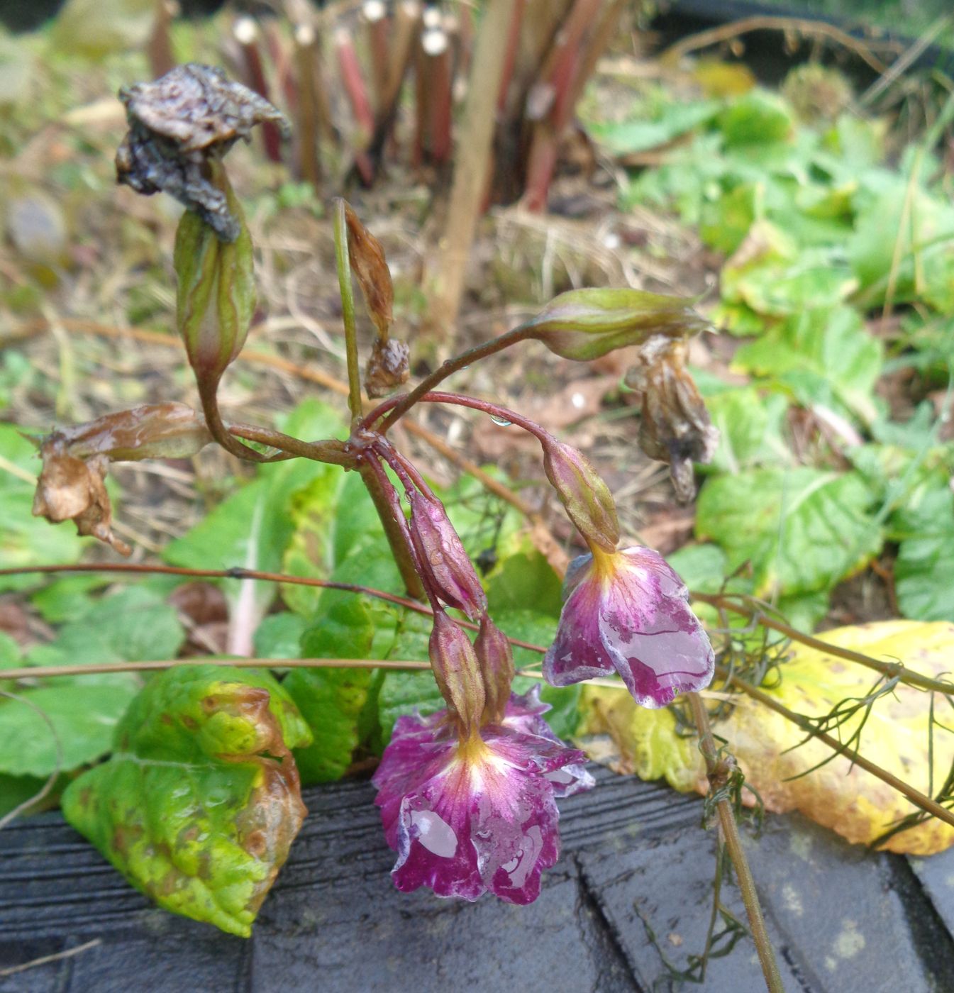 Image of Primula &times; polyantha specimen.