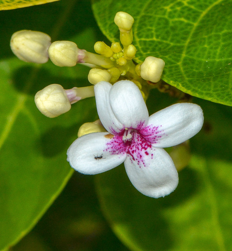 Image of Pseuderanthemum carruthersii specimen.