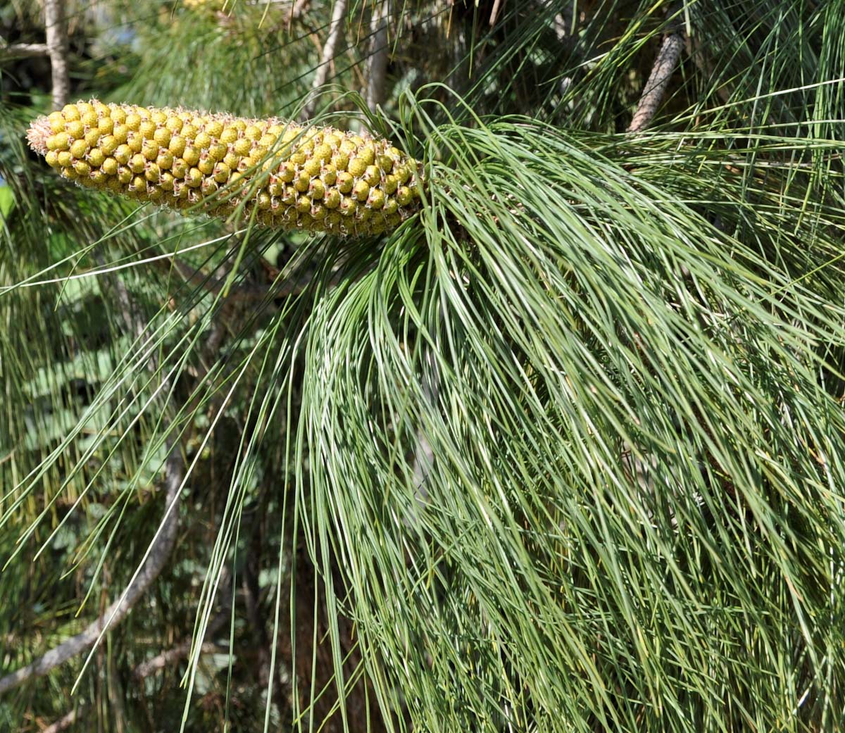 Изображение особи род Pinus.