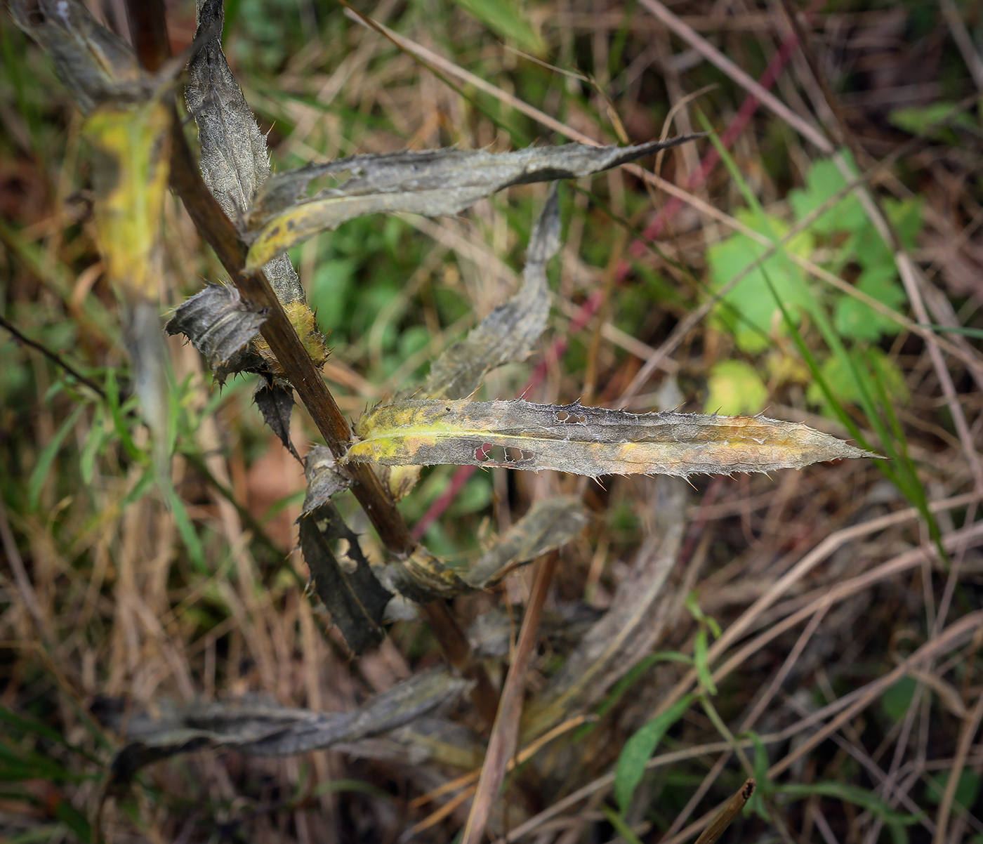 Image of Carlina intermedia specimen.