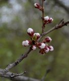 Armeniaca vulgaris