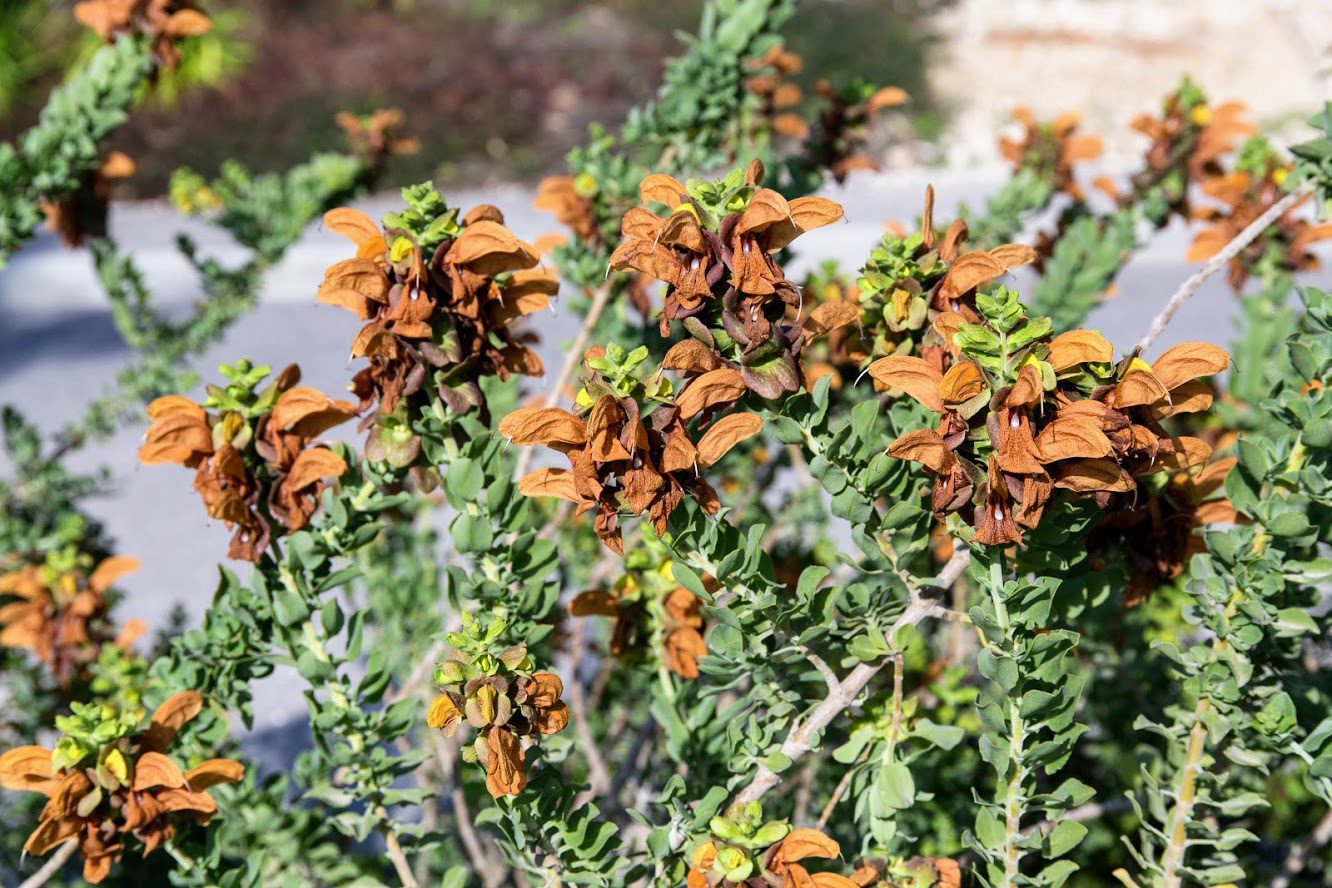 Image of Salvia aurea specimen.