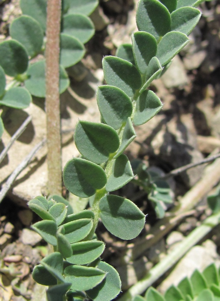 Image of Astragalus buschiorum specimen.