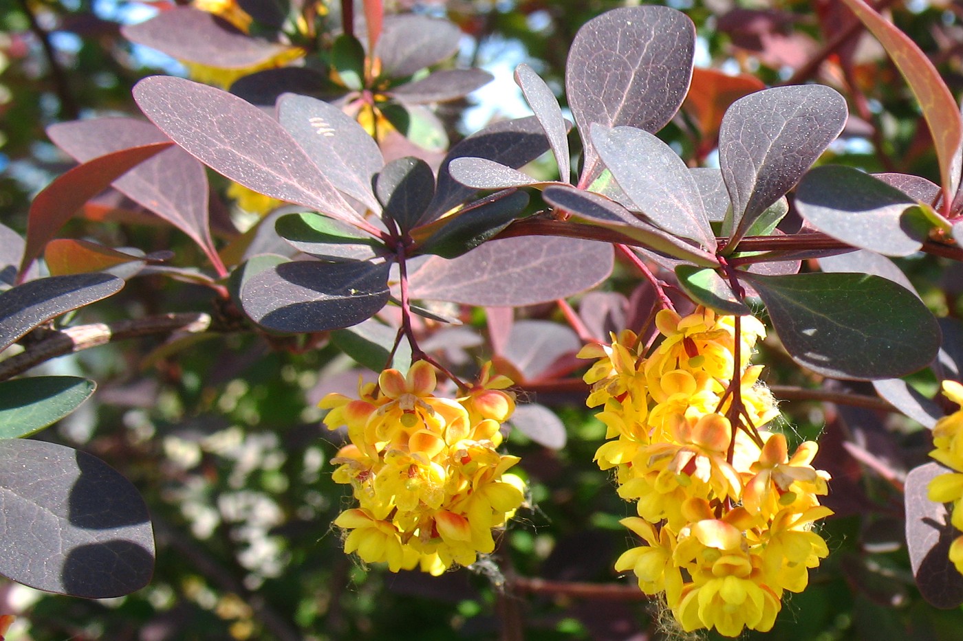 Image of Berberis × ottawensis specimen.