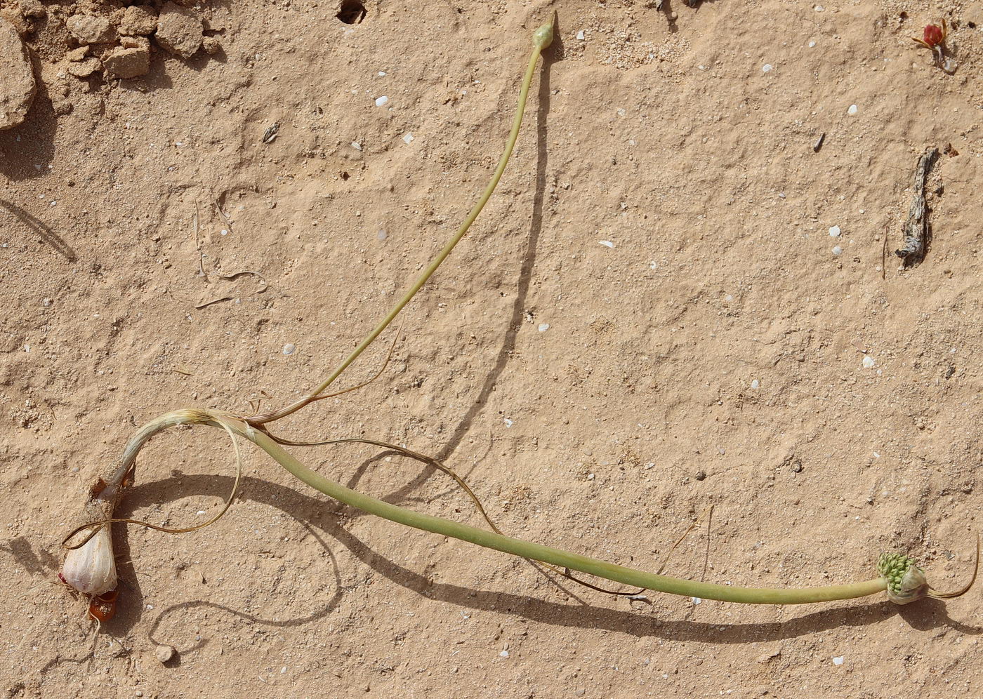 Image of Allium mareoticum specimen.