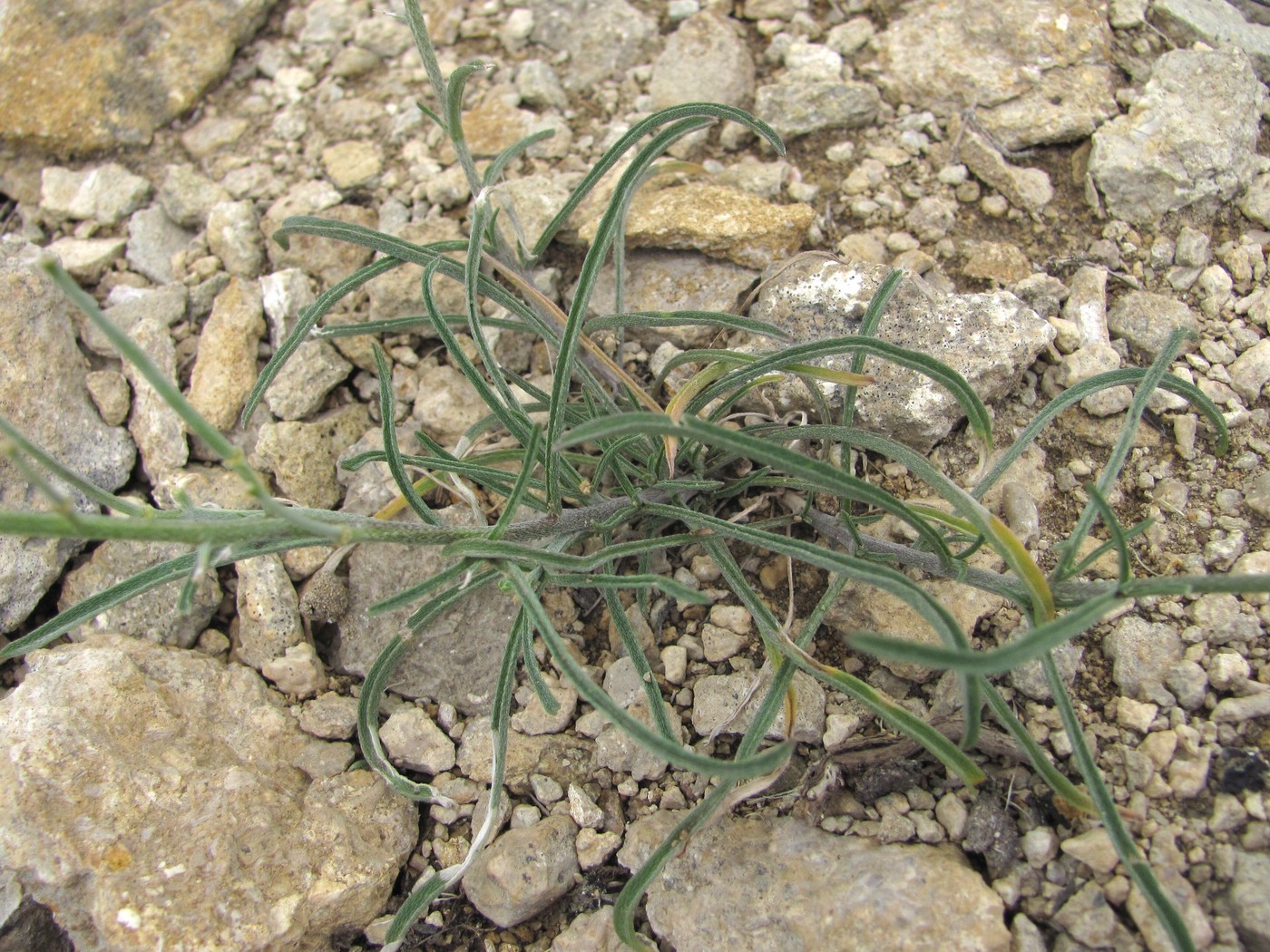 Image of Erysimum substrigosum specimen.