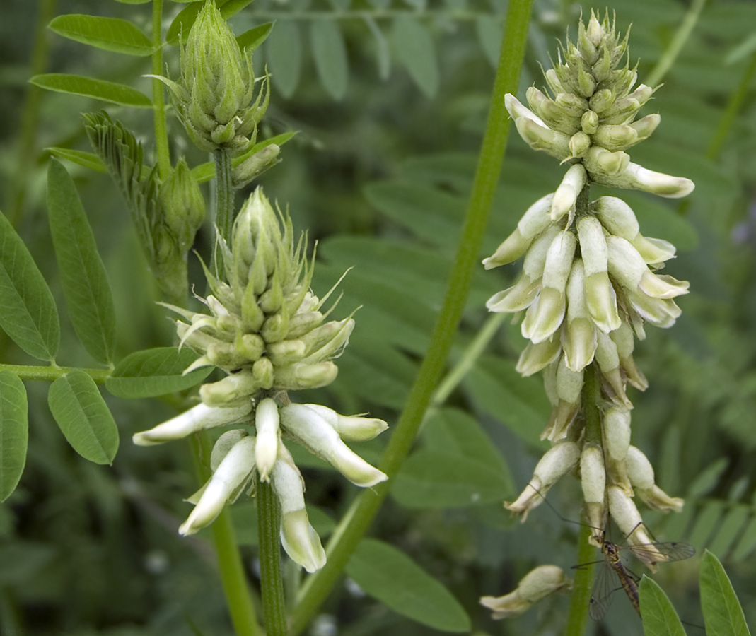 Изображение особи Astragalus uliginosus.