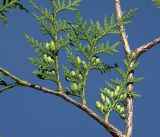 Thuja occidentalis. Часть верхушечной ветви с молодыми шишками (культивар). Московская обл., Раменский р-н, окр. дер. Хрипань, садовый участок. 25.06.2019.