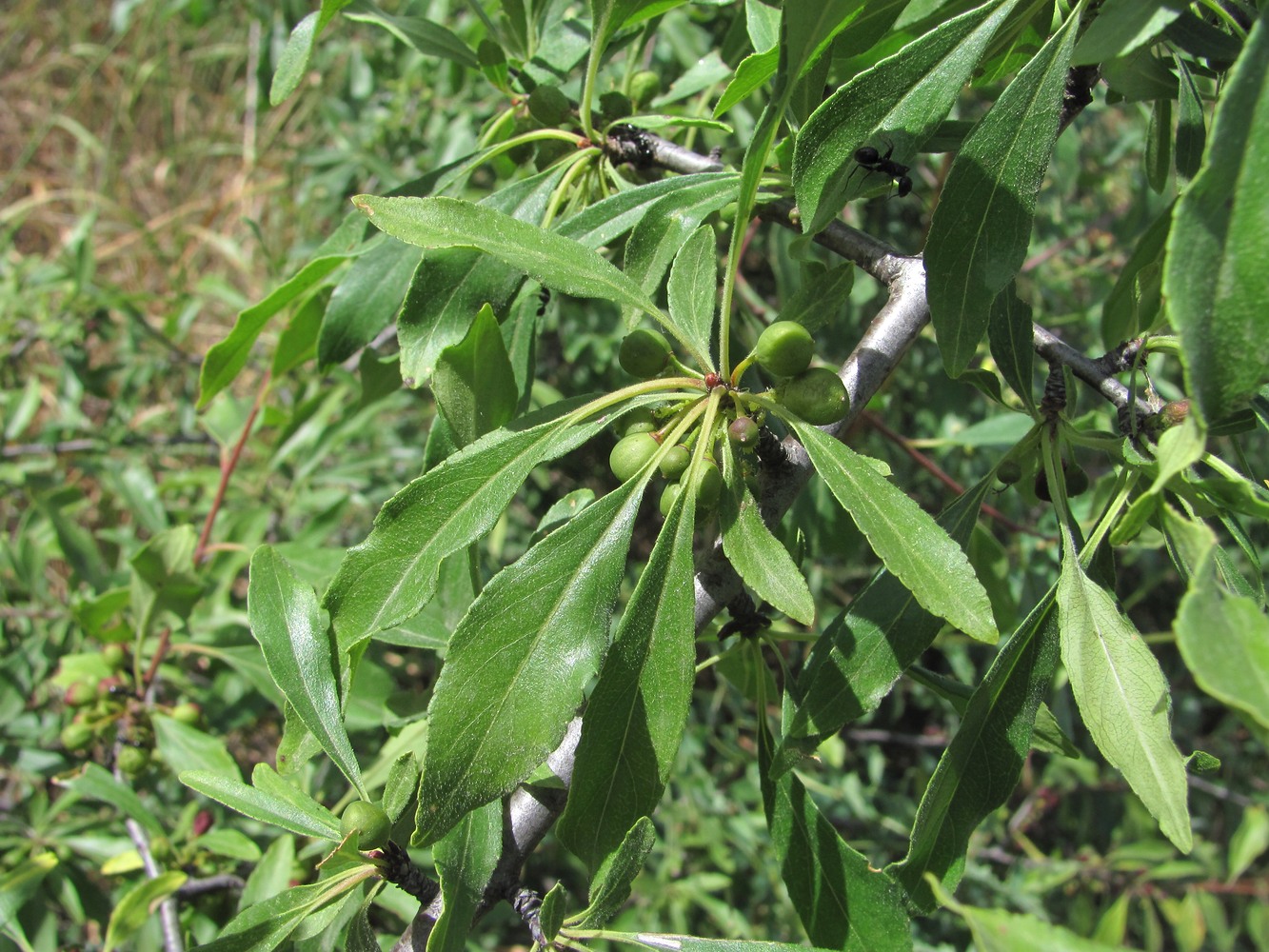 Image of Rhamnus spathulifolia specimen.