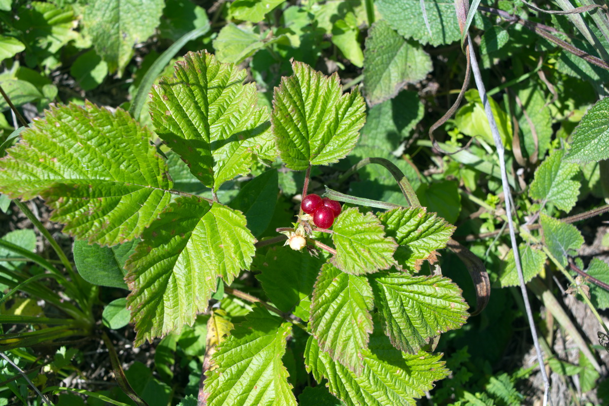 Image of Rubus saxatilis specimen.