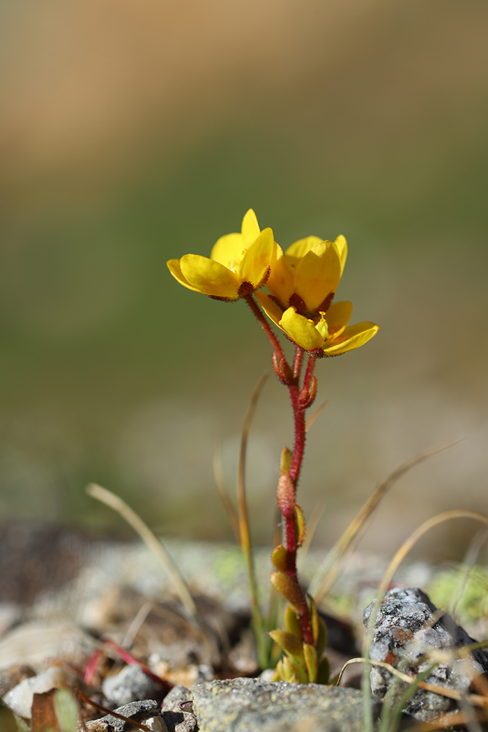 Изображение особи Saxifraga flagellaris.