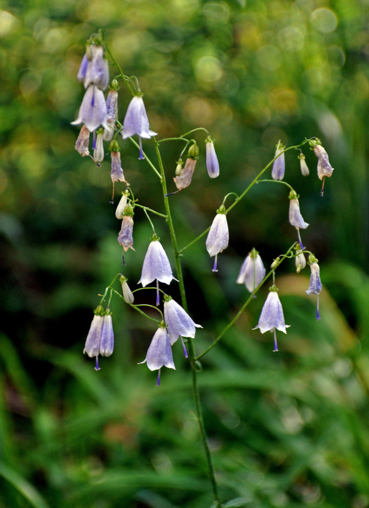 Изображение особи Adenophora liliifolia.