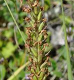 Dactylorhiza saccifera