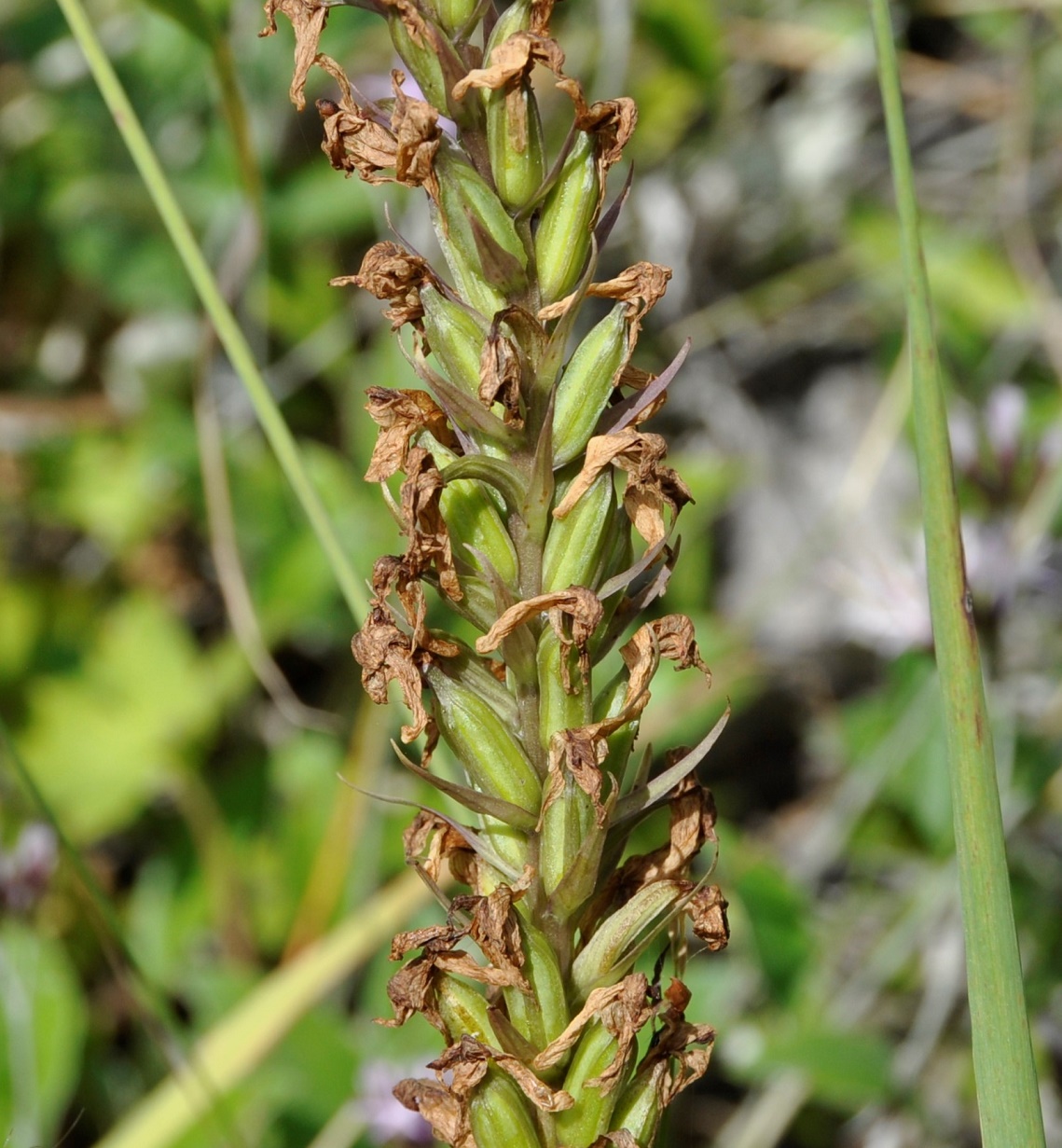 Изображение особи Dactylorhiza saccifera.