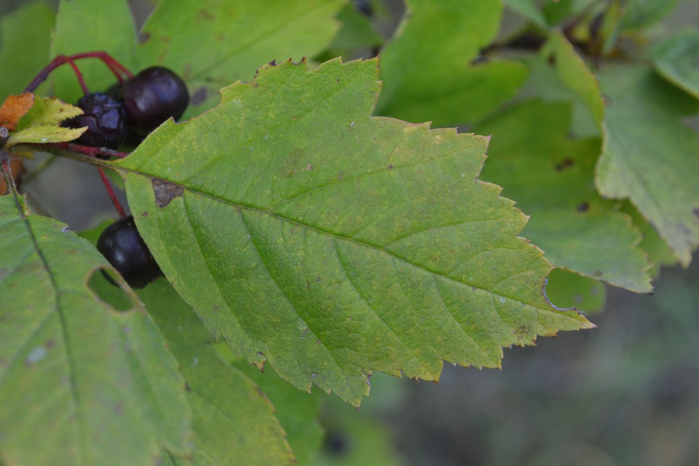 Image of Crataegus nigra specimen.