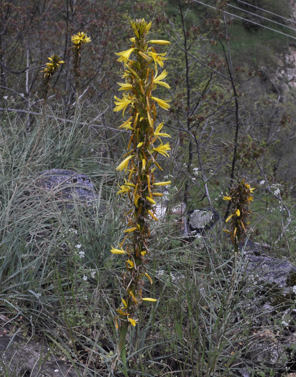 Изображение особи Asphodeline lutea.