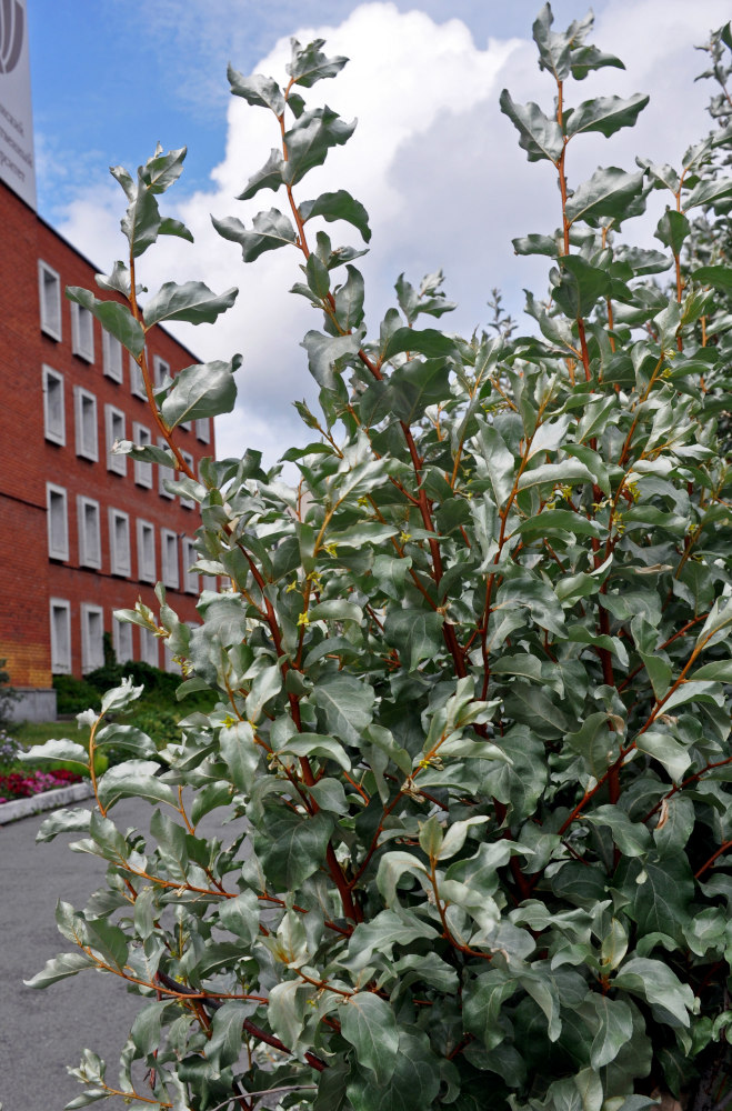 Image of Elaeagnus commutata specimen.