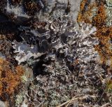 genus Peltigera. Слоевище. Пермский край, Лысьвинский р-н, подножие каменя Ростун, хвойный лес, обнажение известняков. 02.05.2019.