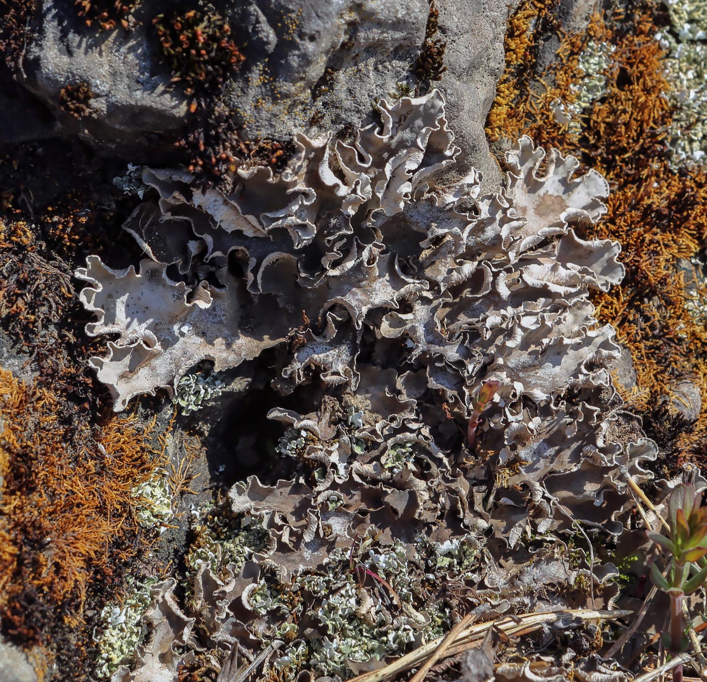 Image of genus Peltigera specimen.