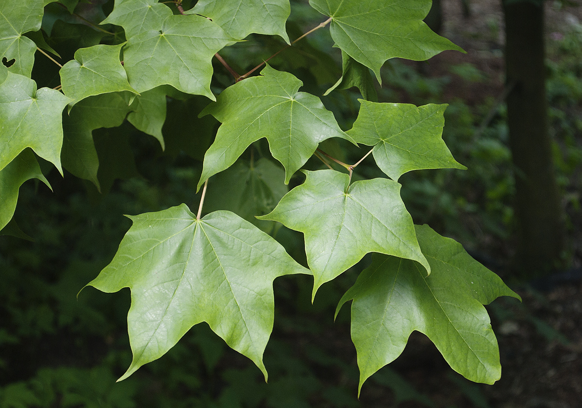 Image of Acer longipes specimen.