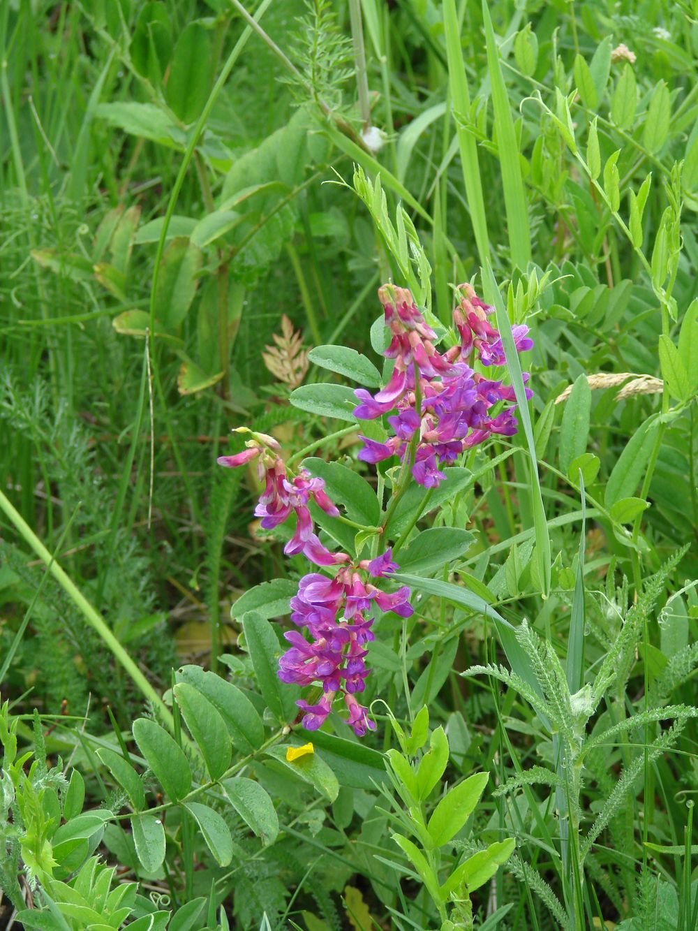 Image of Vicia amoena specimen.