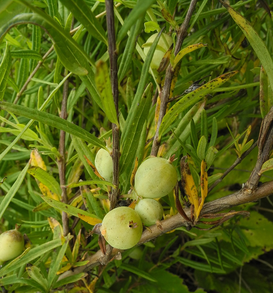 Image of Lonicera alberti specimen.