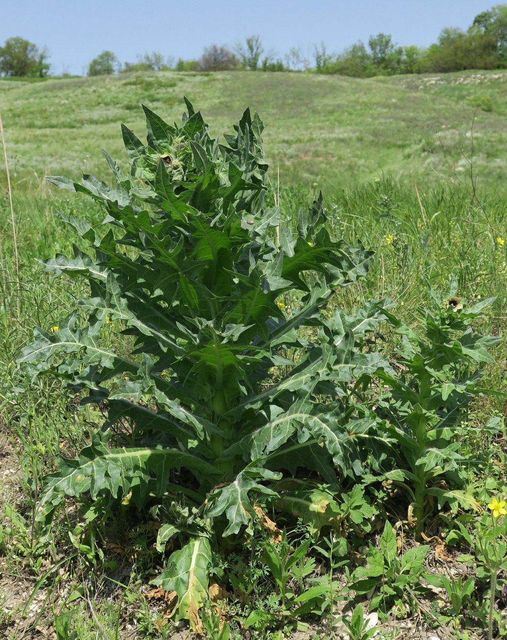 Изображение особи Hyoscyamus niger.