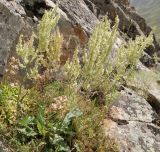 Rumex подвид horizontalis